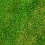 grass, desktop backgrounds, nature wallpaper, free background, lawn, field, meadow, grassy, wallpaper hd, wallpaper 4k, background, green, laptop wallpaper, full hd wallpaper, cool backgrounds, free wallpaper, outdoors, nature, wallpaper, green background, 4k wallpaper 1920x1080, green grass, green field, lawn, background, nature background, background, background, background, mac wallpaper, background, green, green, windows wallpaper, beautiful wallpaper, green background, 4k wallpaper, green background, hd wallpaper, beautiful nature, green background